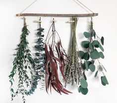 several different types of plants hanging from a wooden branch on a wall with white background