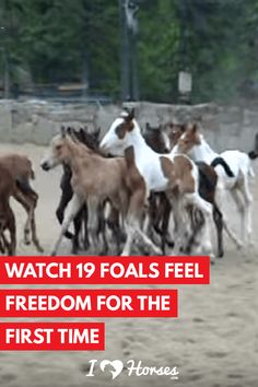 horses are running around in an enclosure with the caption watch 19 foals feel freedom for the first time