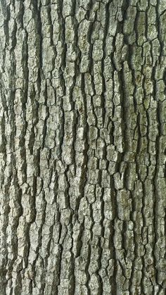 the bark of a tree is very thin