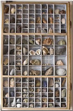 a wooden shelf filled with lots of different types of rocks and shells on top of it