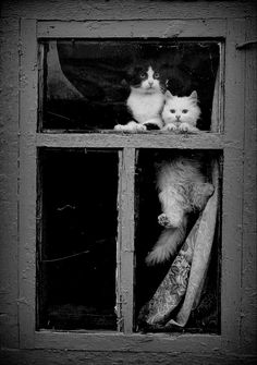 two cats are sitting in the window sill