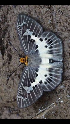 a white and black butterfly laying on the ground