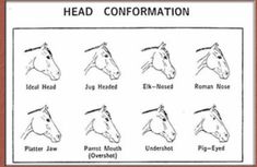 the head and neck types of horses