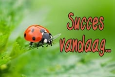 a ladybug sitting on top of a green leaf with the words success vandaag