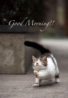 a cat that is standing on its hind legs with the words good morning in front of it