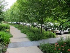 there are many trees and plants along this path in the park, with cars parked on both sides