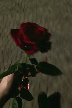 a person holding a red rose in their hand