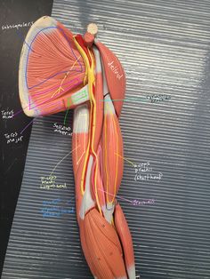 an image of the muscles and their major vessels on display in a medical office building