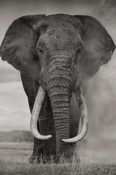 an elephant with tusks standing in front of a black and white photo on the cover of ebay's $ 5 99 gift card