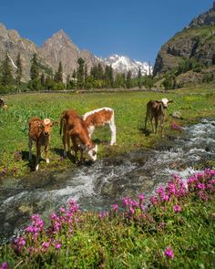 three cows are standing in the grass near a stream and some pink wildflowers