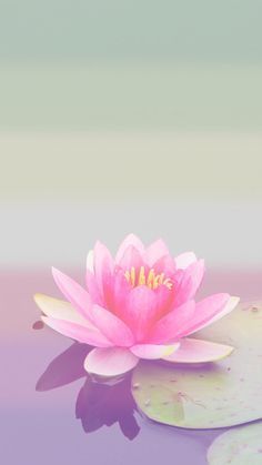 a pink water lily floating on top of a pond