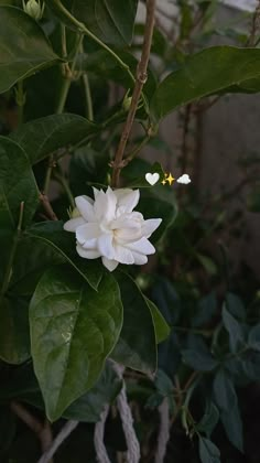 a white flower with green leaves in the background