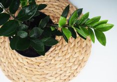 a potted plant sitting on top of a wicker basket filled with green leaves