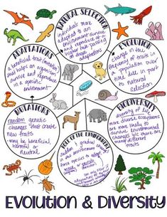 an animal diagram with the words evolution and diversity written in different languages, including animals