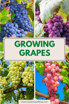 grapes growing on the vine with green leaves and blue sky in background text reads growing grapes