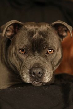 a close up of a dog laying down on a black blanket looking at the camera