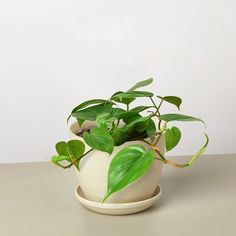 a potted plant sitting on top of a table next to a white vase filled with green leaves