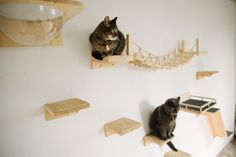 two cats are sitting on wooden shelves in a room with white walls and cat furniture