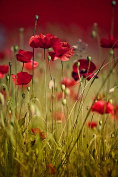 a field full of red flowers with the words, bone journal bon dumanche