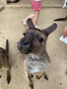 two small kangaroos standing next to each other on dirt ground with people in the background