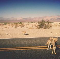 two dogs standing on the side of an empty road