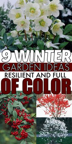 some flowers and trees with the words 9 winter garden ideas resident and full of color