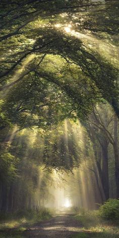 sunlight shining through the trees onto a dirt road with sunbeams in the distance