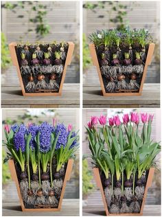 four pictures show different stages of growing flowers in the same planter, including tulips and hyacinas