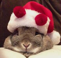 a rabbit wearing a red and white santa hat