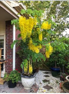 the yellow flowers are blooming on the tree in the front yard, and next to the house