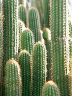 many green cactus plants with long needles