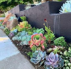 an assortment of succulents and other plants in a flower bed next to a sidewalk