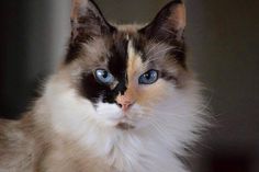 a close up of a cat with blue eyes