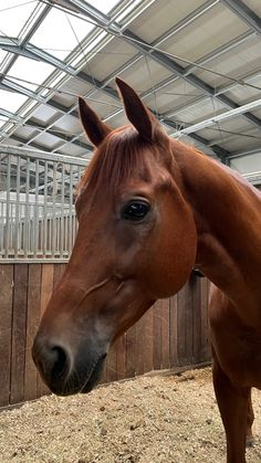 a brown horse standing inside of a wooden fenced in area with hay on the ground