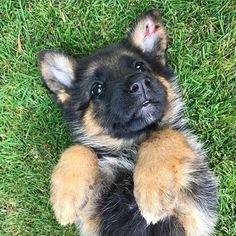 a small dog laying in the grass with its paws on it's back and eyes closed