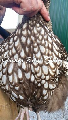 a close up of a person holding a chicken