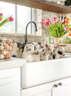 three small dogs are sitting in the kitchen sink with flowers and eggs on the counter