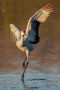 a large bird with it's wings spread out in the water