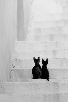 two cats sitting on the steps looking at each other in black and whit photo