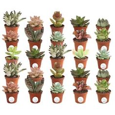 a group of potted plants sitting on top of each other