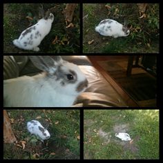 four pictures of rabbits in the grass with one laying on the ground and another standing up