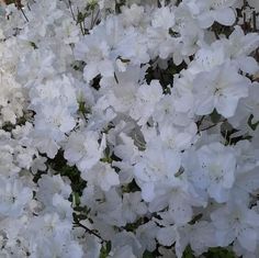 white flowers are blooming in the garden