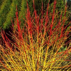 a red and yellow plant in front of some bushes