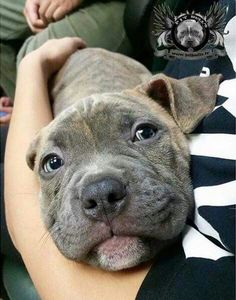 a close up of a dog laying on top of a person's lap with his head resting on the arm