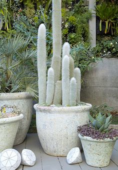 several potted plants are sitting on the ground