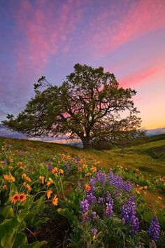 a field with flowers and a tree in the background that says i can see the flowers and the greenery, i take a breath of fresh air