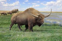 a herd of buffalo standing on top of a lush green field next to a river