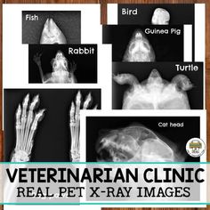 veterinarian clinic real pet x - ray images are shown in black and white