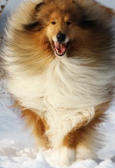 a dog running in the snow with it's mouth open