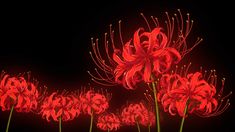 red flowers are lit up in the dark with their stems still attached to each other